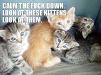 ctfd-kittens.jpg