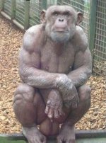 hairless-bodybuilder-chimp.jpg