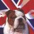 BritishBulldog