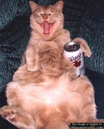 drunkcat.jpg