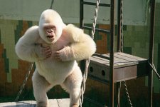 0618-albino-gorilla_full_600.jpg