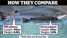 gmo_salmon_compare.jpg