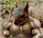 Buff-Squirrel1-300x268.jpg