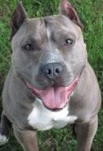 head-shot-of-grey-and-white-bluenose-pit-bull-smiling-21545215.jpg