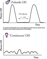 male-pulsatile-gh-release-pattern.jpg