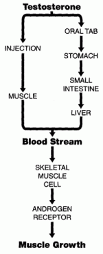 how-steroids-work.gif