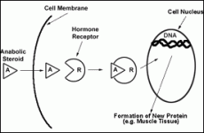 steroid1.gif
