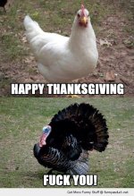 ca679b62a244896fd1e701cb24700f64--funny-turkey-pictures-funny-pics.jpg