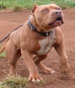 red-nose-pitbull.jpg