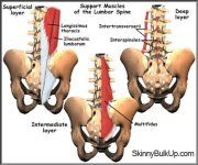 lumbar_spine_muscles.jpg