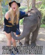 Funny-elephant-epic-fail.jpg