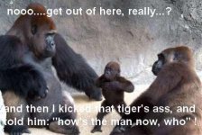 funny-gorillas-image-02.jpg
