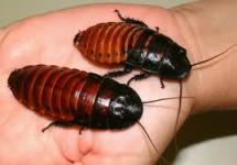 cockroach.png