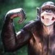 Chimp
