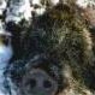 wildboar