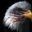 baldeagle1