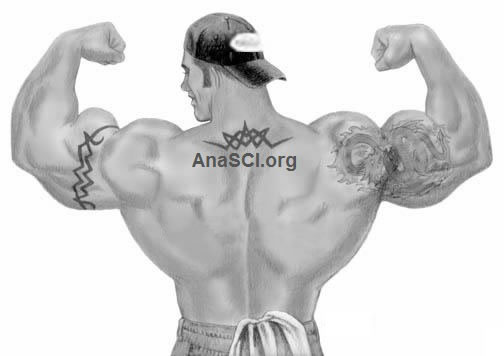 The Definitive Guide To buying anabolic steroids online